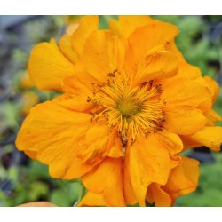 Geum 'Fire Storm' - summer flowers