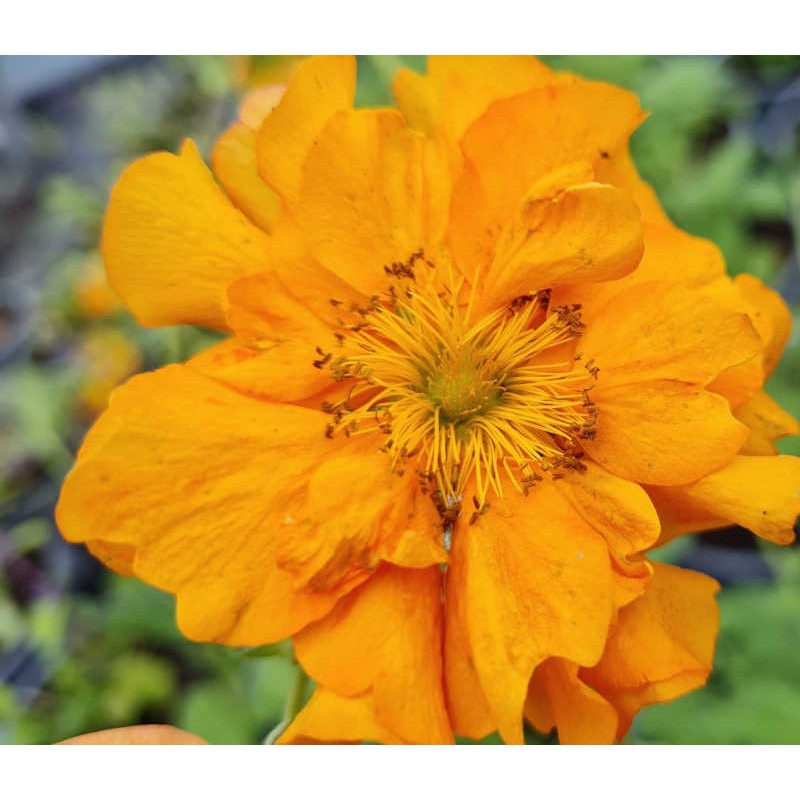 Geum 'Fire Storm' - summer flowers Geum 'Fire Storm' - summer flowers