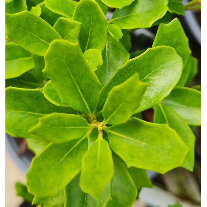 Osmanthus heterophyllus 'Rotundifolia' - bright green young leaves in Spring