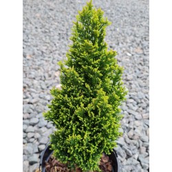 Chamaecyparis lawsoniana 'Ellwood's Golden Pillar' - golden green foliage