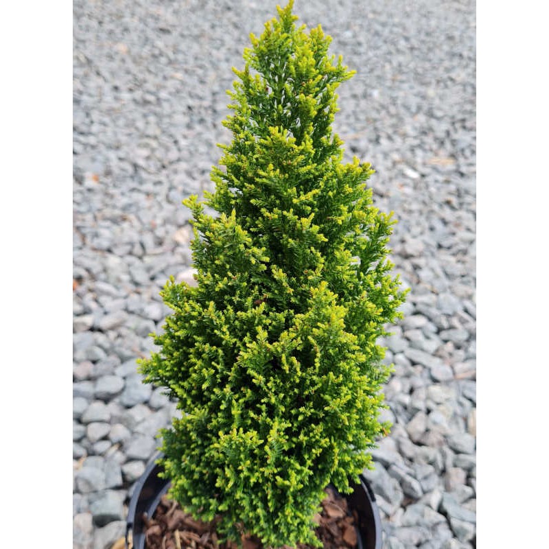 Chamaecyparis lawsoniana 'Ellwood's Golden Pillar' - golden green foliage Chamaecyparis lawsoniana 'Ellwood's Golden Pillar' - golden green foliage