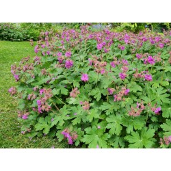 Geranium macrorrhizum 'Ingwersen's Variety' - Masses of flower in late spring