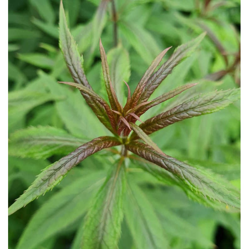 Veronicastrum virginicum f. roseum - young shoots in Spring Veronicastrum virginicum f. roseum - young shoots in Spring