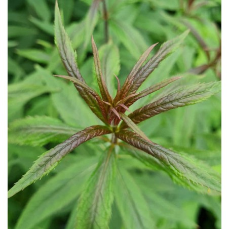 Veronicastrum virginicum f. roseum - young shoots in Spring Veronicastrum virginicum f. roseum - young shoots in Spring