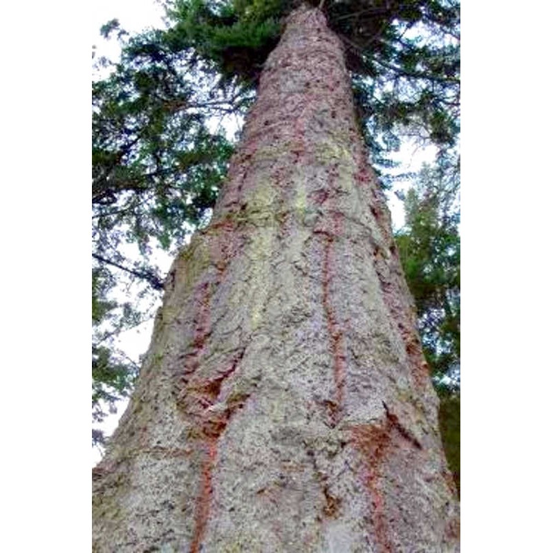 Pseudotsuga menziesii - established tree