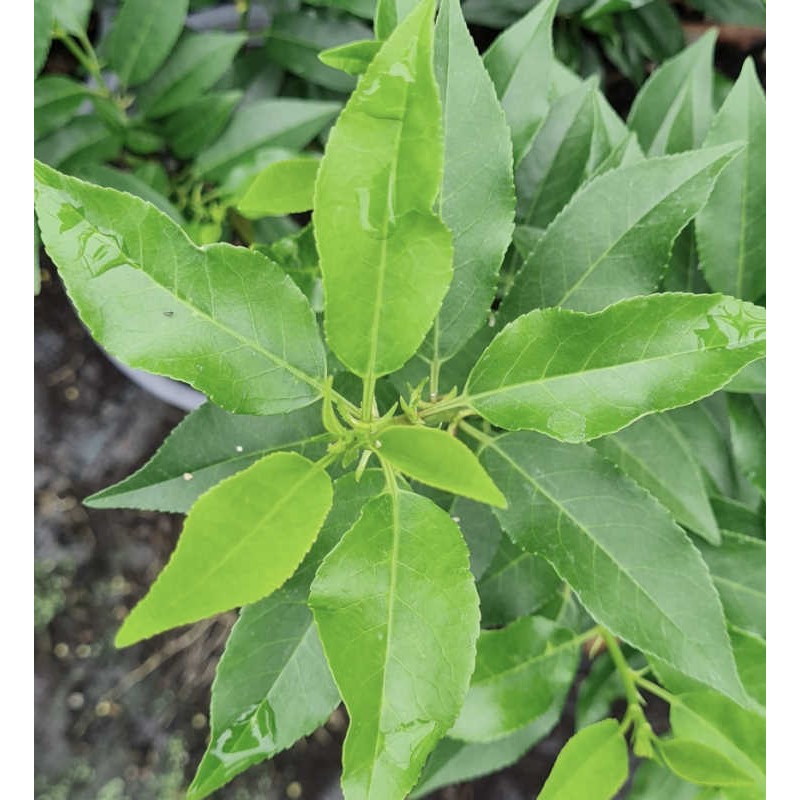 Prunus lusitanica - young leaves in late Spring