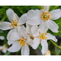 Choisya 'Greenfingers' - flowers