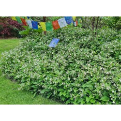 Symphytum 'Hidcote Blue' - planted in a group to cover a small mound underneath some larger trees.