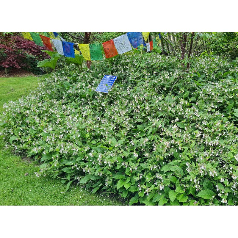 Symphytum 'Hidcote Blue' - planted in a group to cover a small mound underneath some larger trees. Symphytum 'Hidcote Blue' - planted in a group to cover a small mound underneath some larger trees.