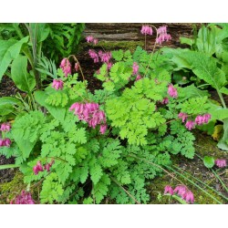 Dicentra formosa 'Luxuriant' - flowering in May