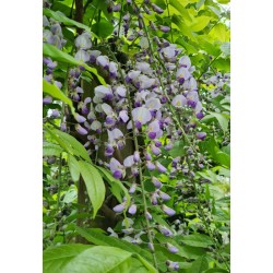 Wisteria x valderi 'Burford' - flowers in late May