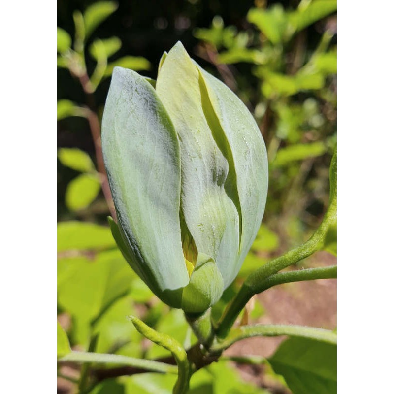 Magnolia acuminata 'Blue Opal' - bluish flowers in early summer