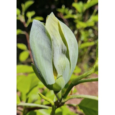 Magnolia acuminata 'Blue Opal' - bluish flowers in early summer Magnolia acuminata 'Blue Opal' - bluish flowers in early summer