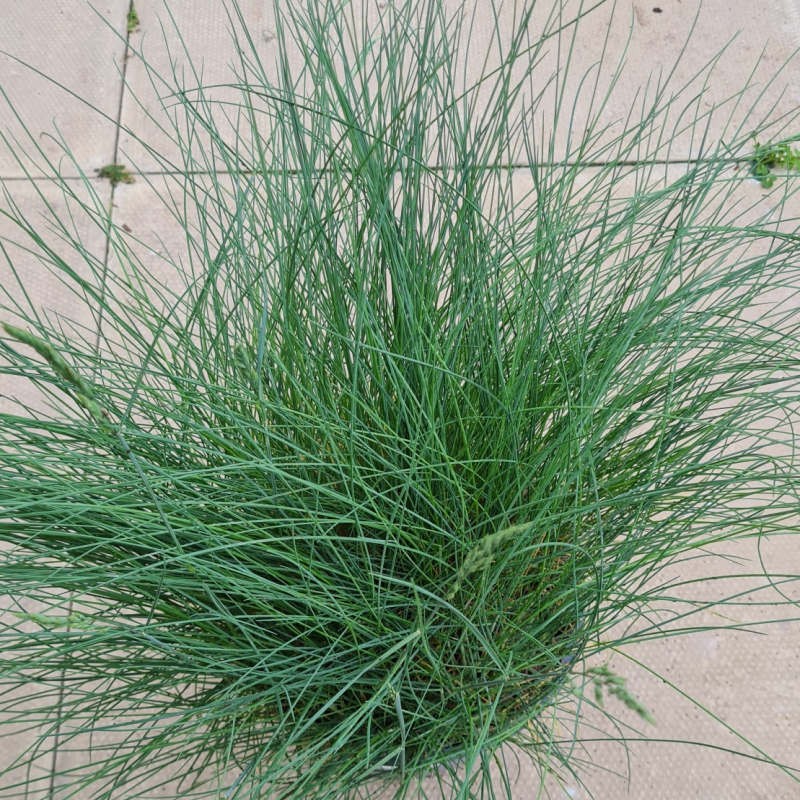 Festuca 'Blue Haze' - young blue leaves in late spring