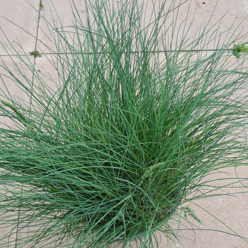 Festuca 'Blue Haze' - young blue leaves in late spring Festuca 'Blue Haze' - young blue leaves in late spring