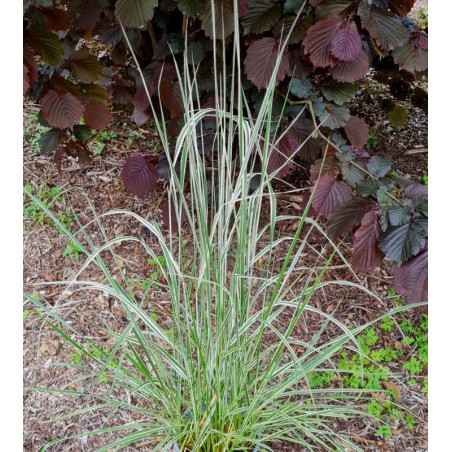 Miscanthus sinensis 'Morning Light' - pale variegated leaves
