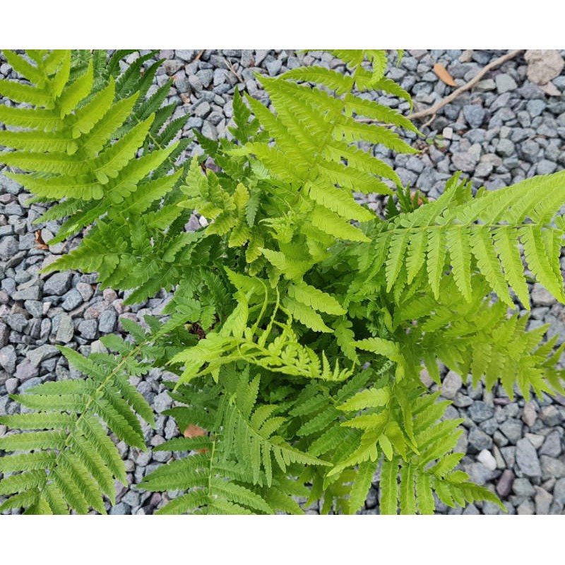 Matteuccia struthiopteris - young leaves in Spring