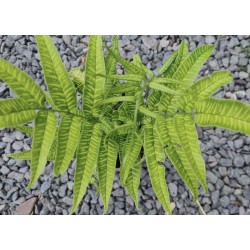Coniogramme emeiensis - variegated leaves in late Spring.