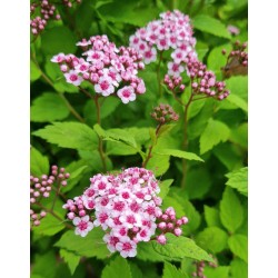 Spiraea x 'Sparkling Champagne' - rose-pink flowers in late spring & early Summer.