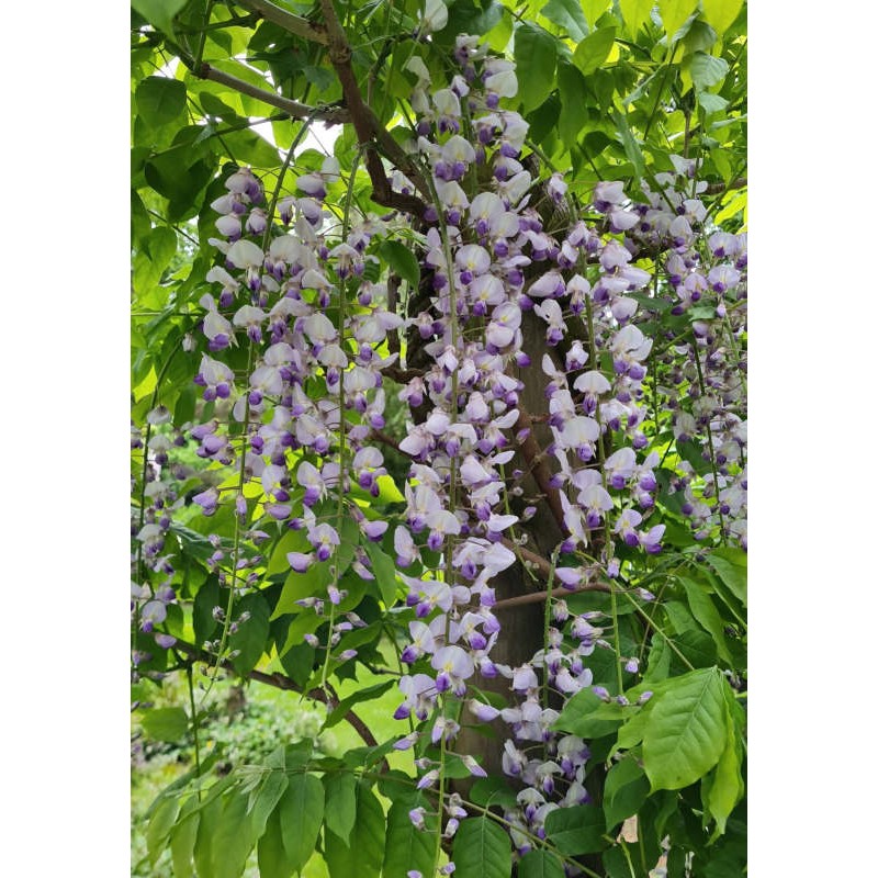 Wisteria 'Burford' - flowers in late May