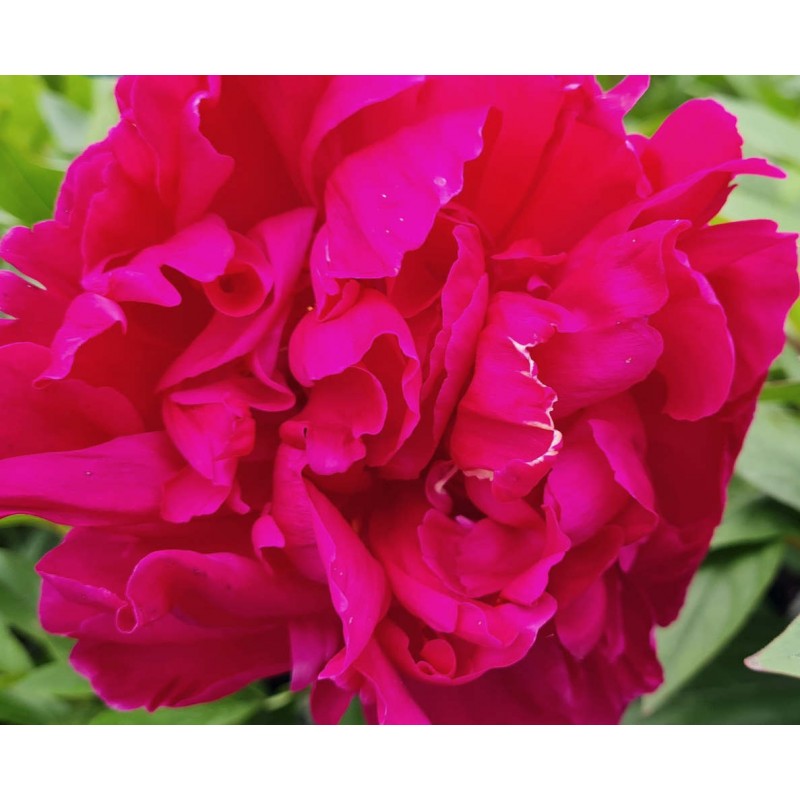 Paeonia lactiflora 'Kansas' - large flowers in early summer