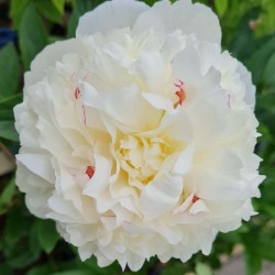 Paeonia lactiflora 'Shirley Temple' - large white flowers in early summer.
