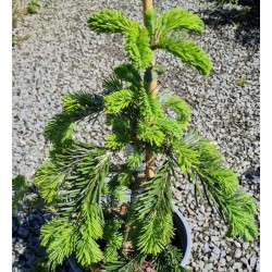 Abies veitchii 'Pendula'  - young weeping plant