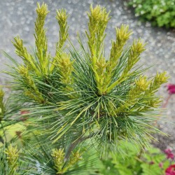 Pinus strobus 'Elkins Dwarf' - young growth in late Spring