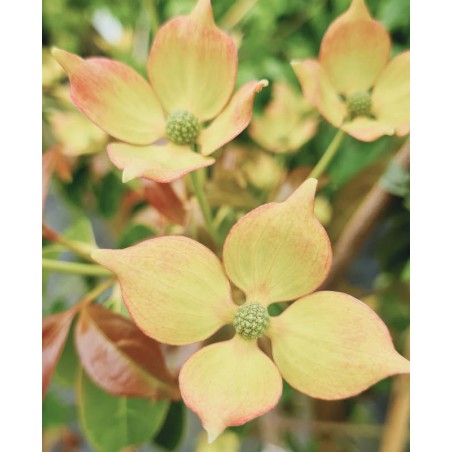 Cornus 'Summer Sky Tree' - flower bracts in late May Cornus 'Summer Sky Tree' - flower bracts in late May