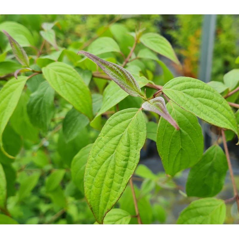 Cornus excelsa - young leaves in early summer Cornus excelsa - young leaves in early summer