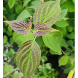 Cornus wilsoniana - yong leaves in late spring