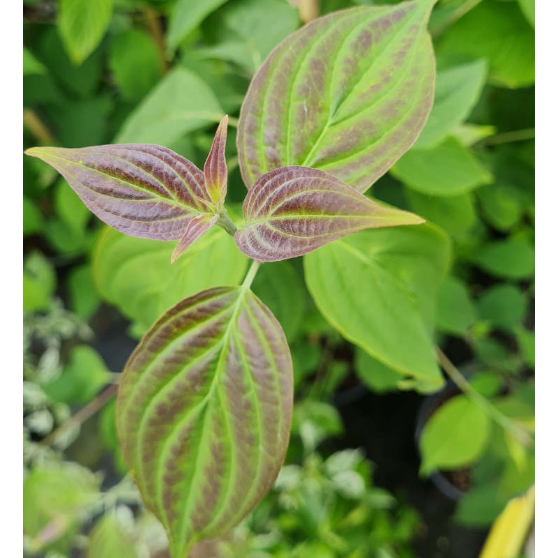 Cornus wilsoniana - yong leaves in late spring