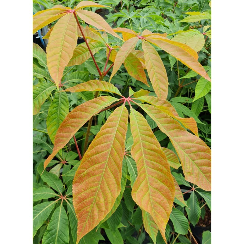 Aesculus assamica - large bronze-tinted leaves in late spring