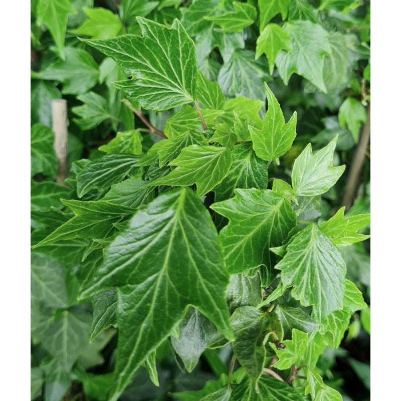 Hedera helix 'Green Ripple' Hedera helix 'Green Ripple'
