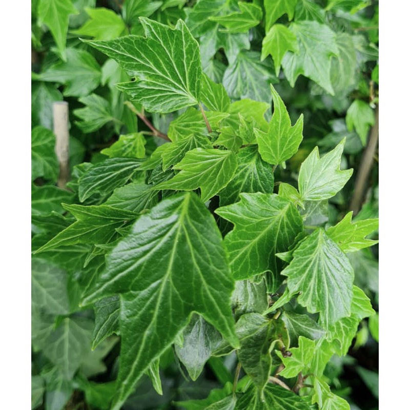 Hedera helix 'Green Ripple'