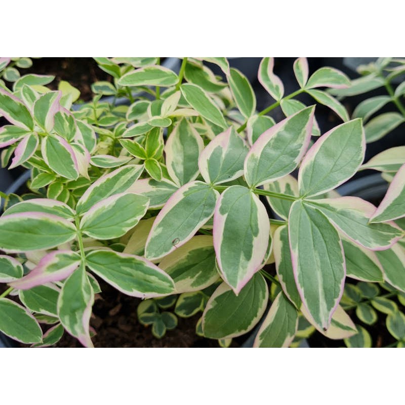 Polemonium 'Stairway to Heaven' - variegated leaves in late Spring