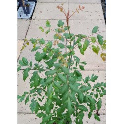 Koelreuteria paniculata - dark green summer leaves on a young plant