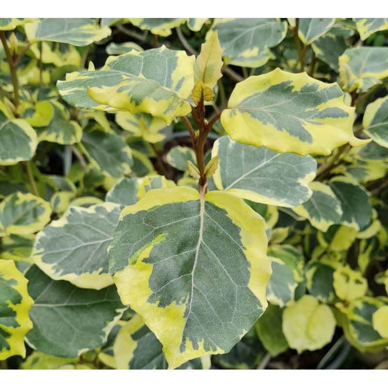 Olearia 'Moondance' - young leaves in late spring