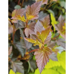 Physocarpus opulifolius 'Sweet Cherry Tea' - leaves in early summer