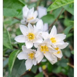 Deutzia monbeigii - flowers in June