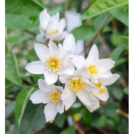 Deutzia monbeigii - flowers in June Deutzia monbeigii - flowers in June