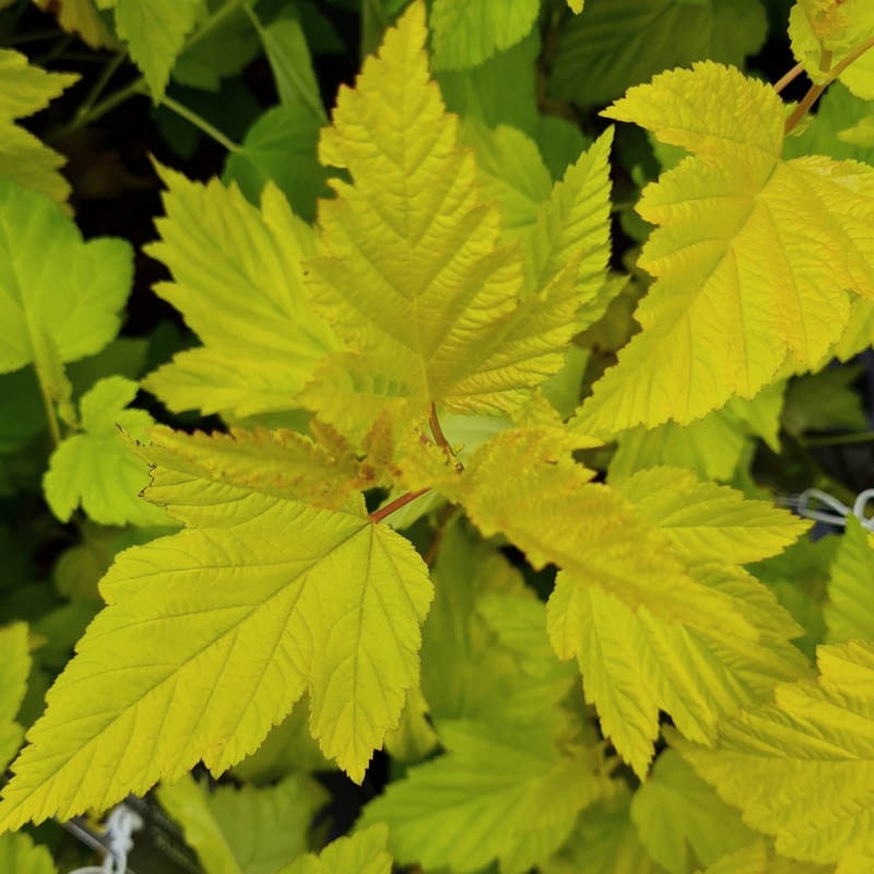 Physocarpus opulifolius 'Dart's Gold' - golden-green young leaves in late spring