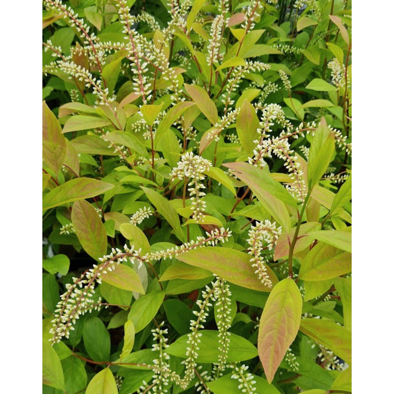 Itea virginica 'Henry's Garnet' - white flower buds in early June