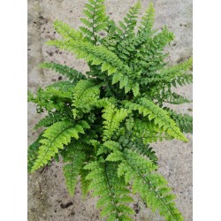 Polystichum yunnanense