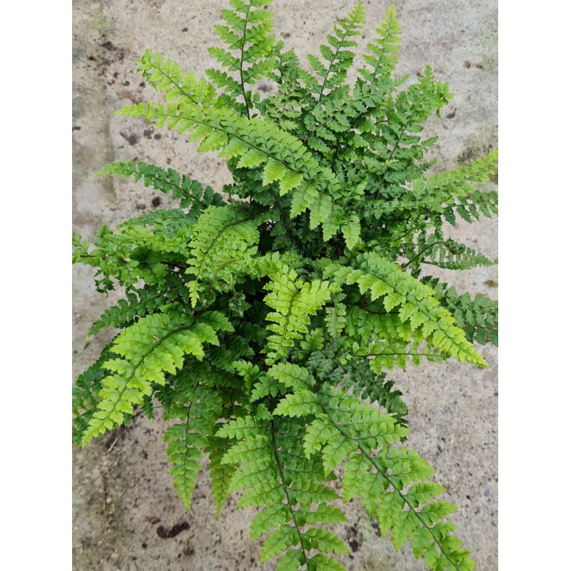 Polystichum yunnanense - young leaves in late Spring