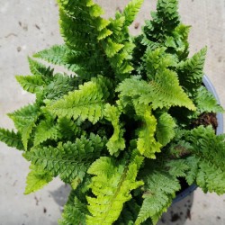 Polystichum setiferum 'Congestum'  - young leaves in late Spring