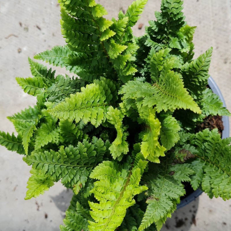 Polystichum setiferum 'Congestum'  - young leaves in late Spring