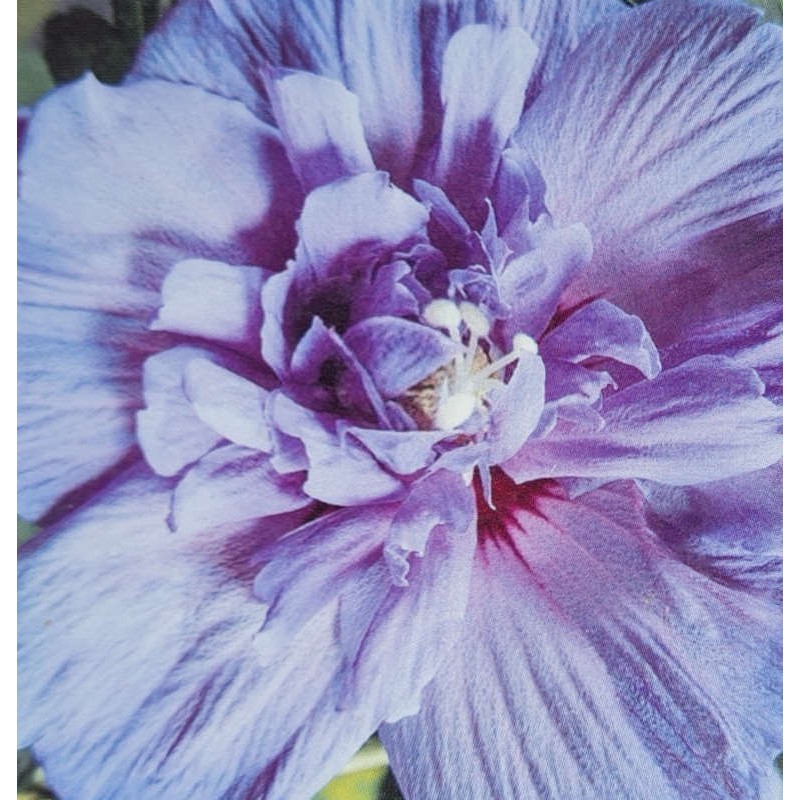 Hibiscus syriacus 'Blue Chiffon' - summer flowers