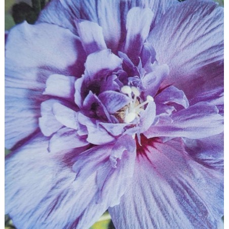 Hibiscus syriacus 'Blue Chiffon' - summer flowers Hibiscus syriacus 'Blue Chiffon' - summer flowers