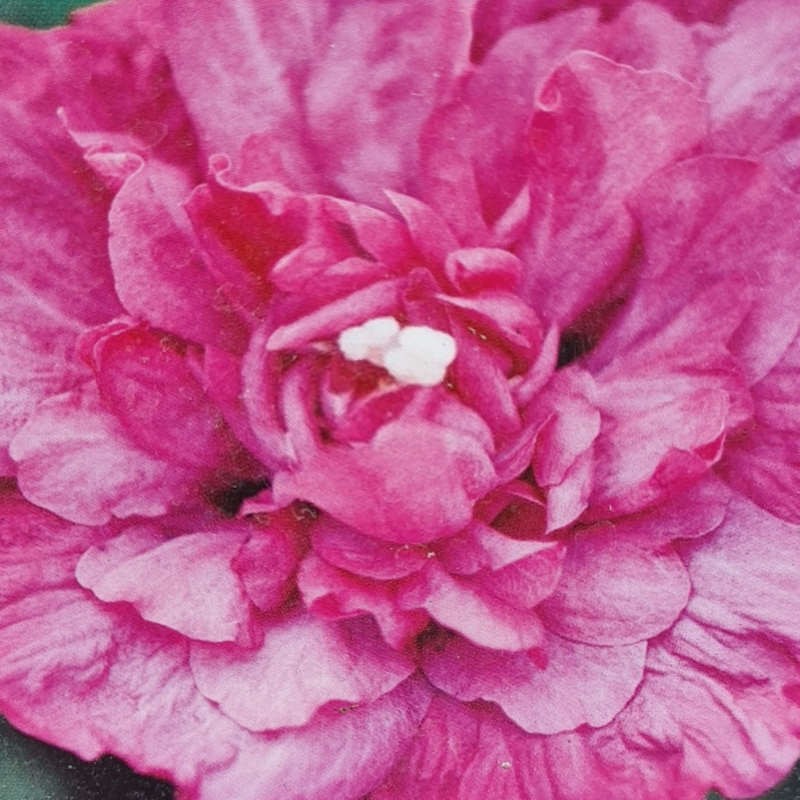 Hibiscus syriacus 'Magenta Chiffon' - summer flowers